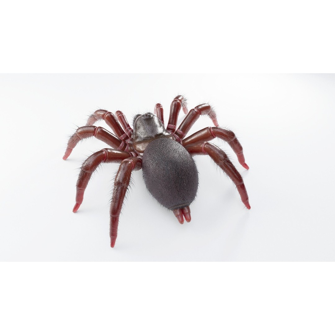 Trapdoor Spider 3D Model – Low Poly Rigged Asset, FBX, OBJ - View 4