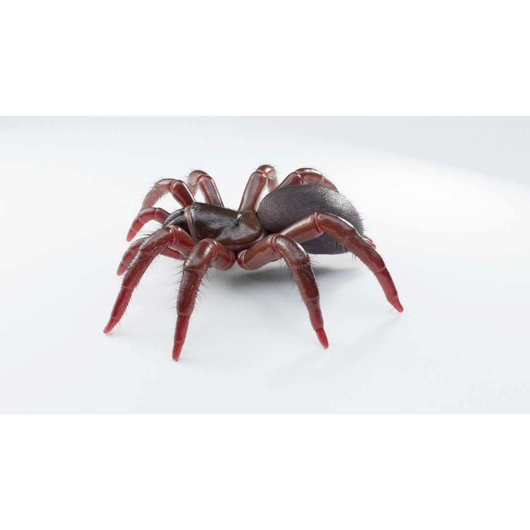 Trapdoor Spider 3D Model – Low Poly Rigged Asset, FBX, OBJ - View 5