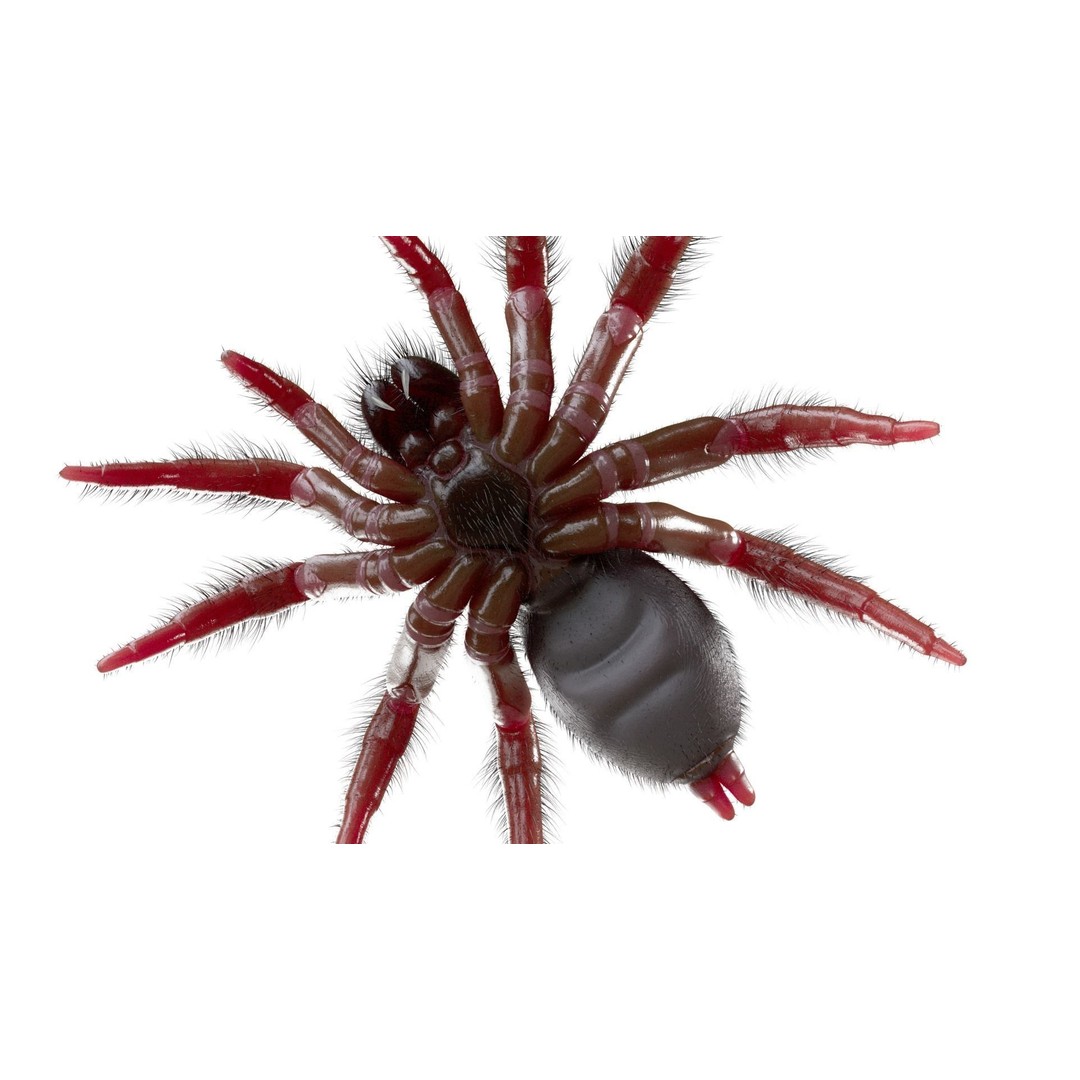 Trapdoor Spider 3D Model – Low Poly Rigged Asset, FBX, OBJ - View 6