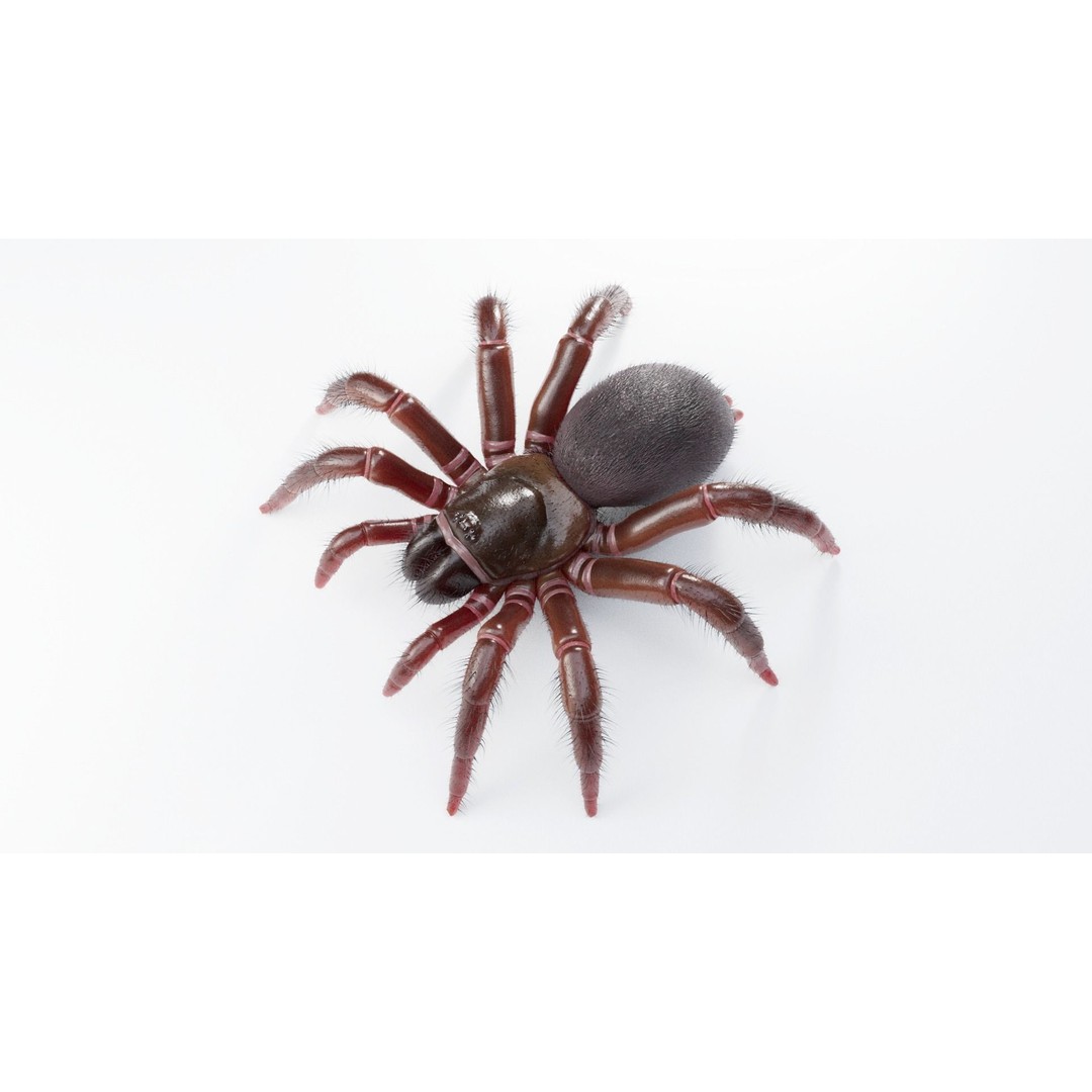 Trapdoor Spider 3D Model – Low Poly Rigged Asset, FBX, OBJ - View 7