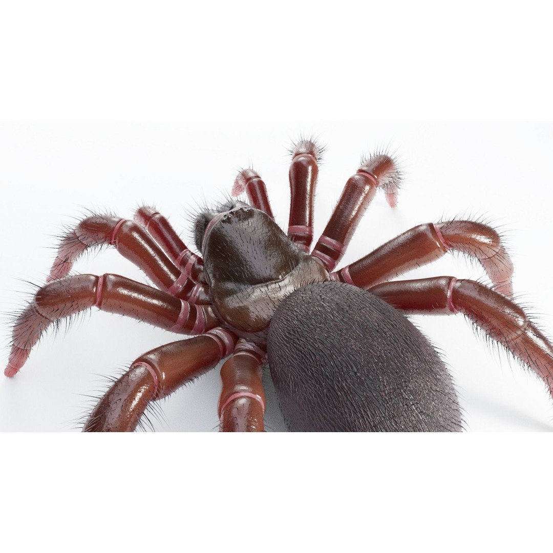 Trapdoor Spider 3D Model – Low Poly Rigged Asset, FBX, OBJ - View 8