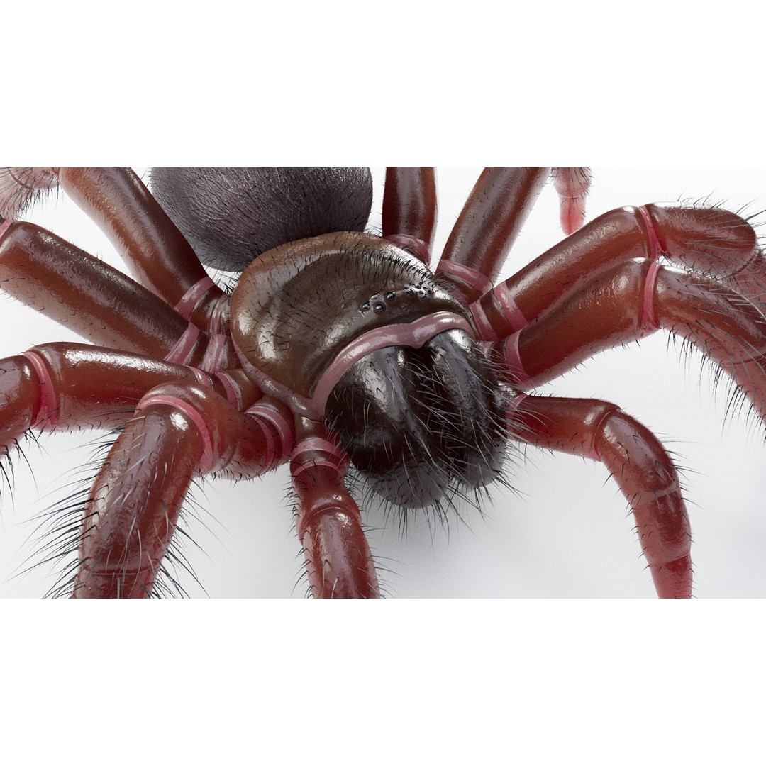 Trapdoor Spider 3D Model – Low Poly Rigged Asset, FBX, OBJ - View 9