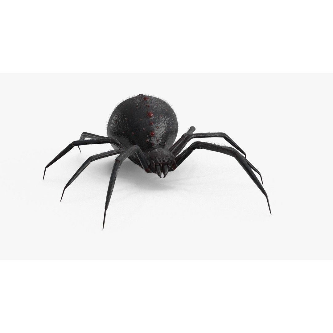 Spider 3D Model – Rigged Low-Poly PBR Asset for Animation - View 10