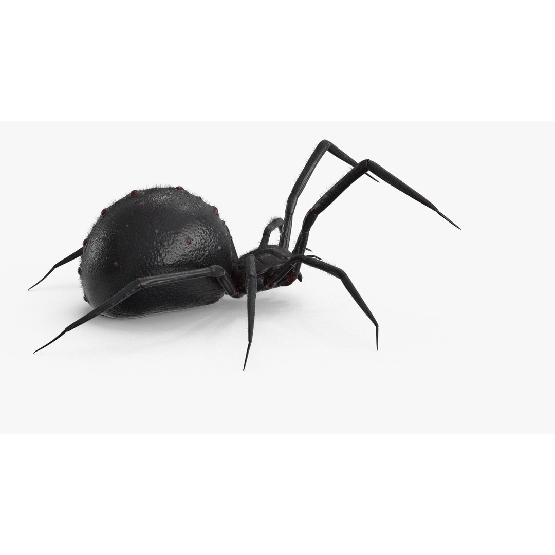 Spider 3D Model – Rigged Low-Poly PBR Asset for Animation - View 12