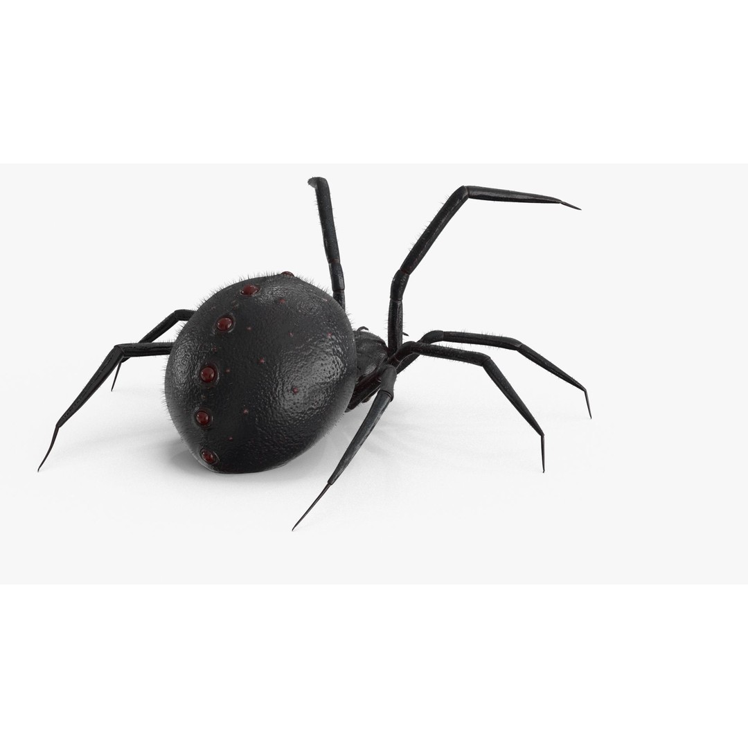 Spider 3D Model – Rigged Low-Poly PBR Asset for Animation - View 13