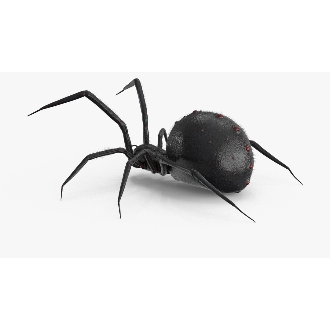 Spider 3D Model – Rigged Low-Poly PBR Asset for Animation - View 15