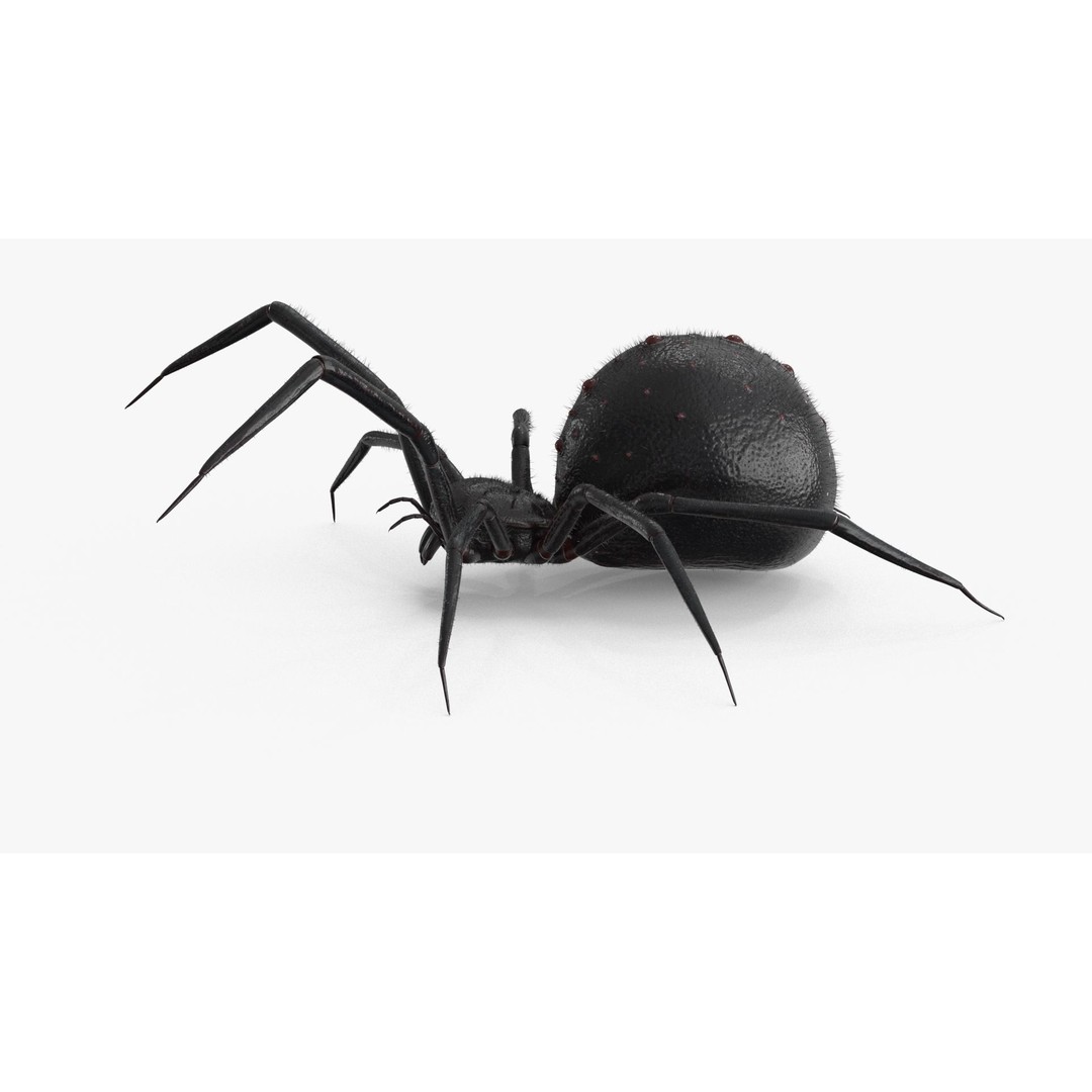 Spider 3D Model – Rigged Low-Poly PBR Asset for Animation - View 16