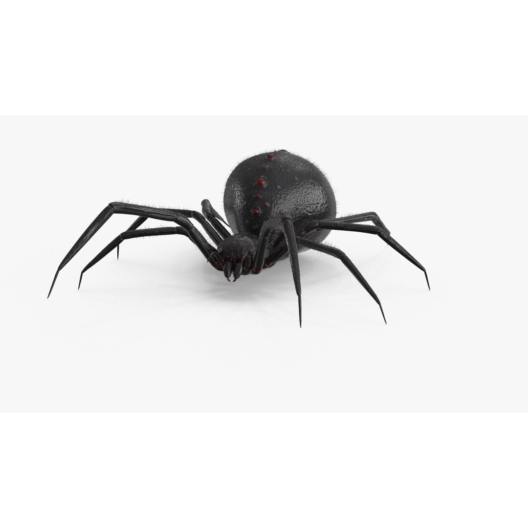 Spider 3D Model – Rigged Low-Poly PBR Asset for Animation - View 17