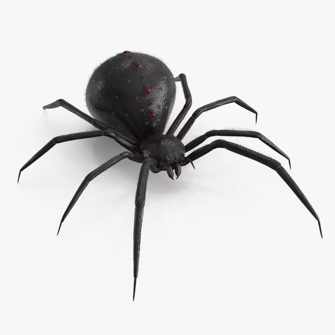 Spider 3D Model – Rigged Low-Poly PBR Asset for Animation - View 2
