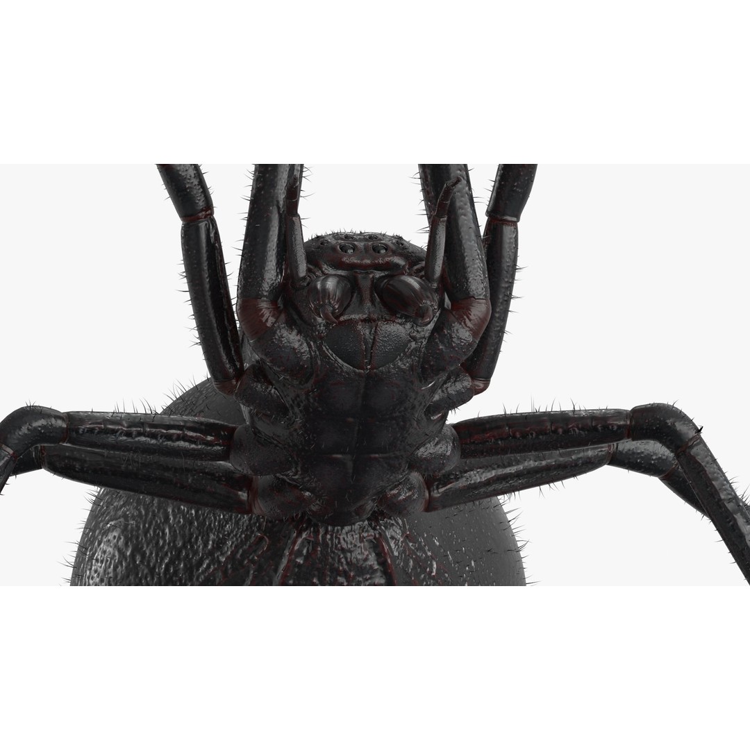 Spider 3D Model – Rigged Low-Poly PBR Asset for Animation - View 4
