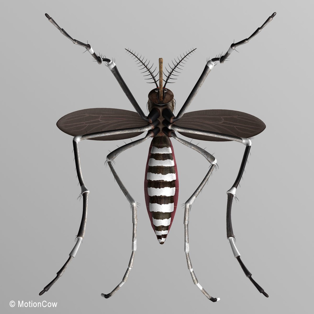 Mosquito 3D Model – Photorealistic Rigged Insect for Animation - View 10