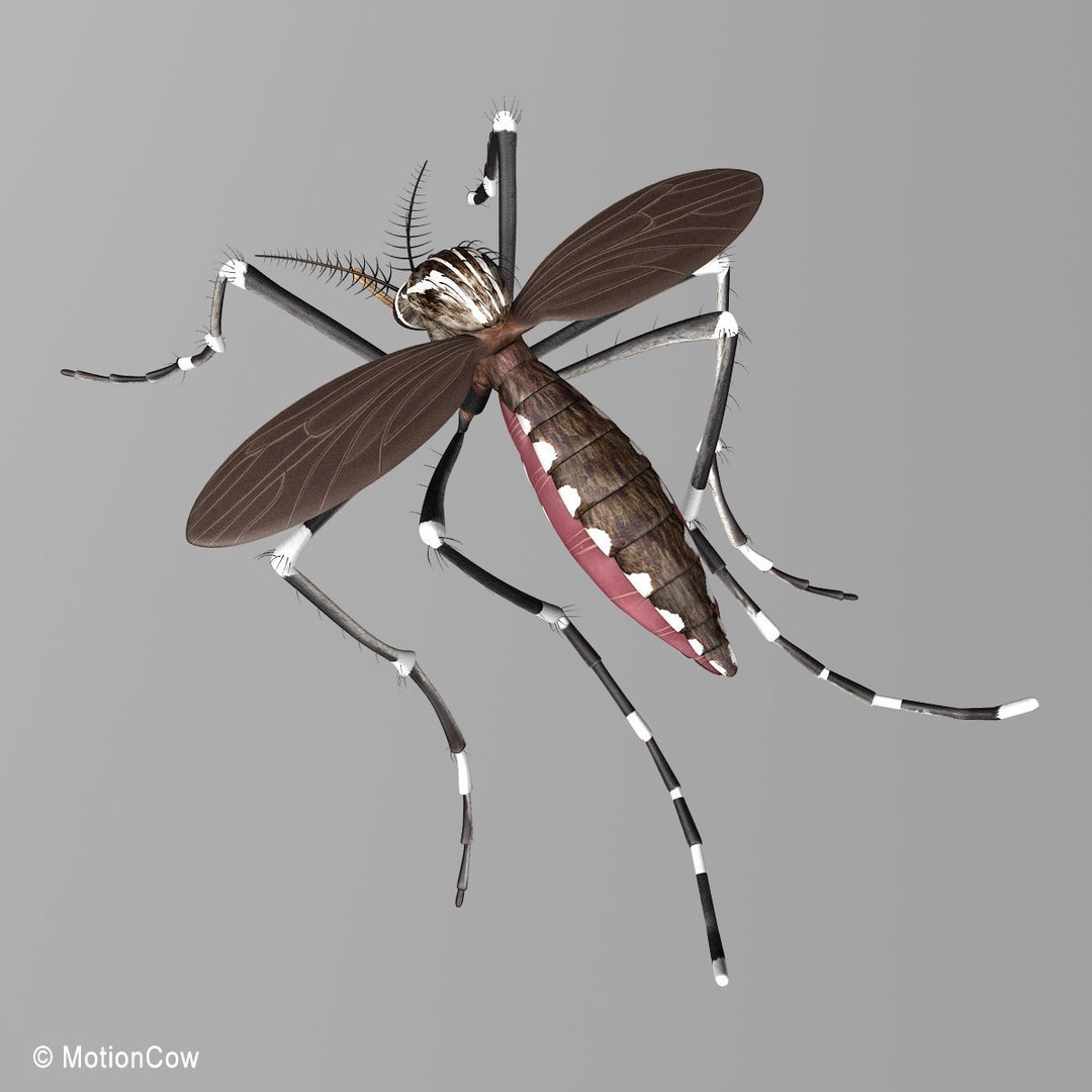 Mosquito 3D Model – Photorealistic Rigged Insect for Animation - View 11