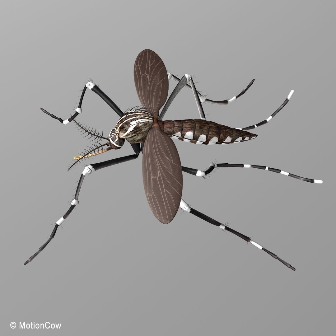 Mosquito 3D Model – Photorealistic Rigged Insect for Animation - View 12