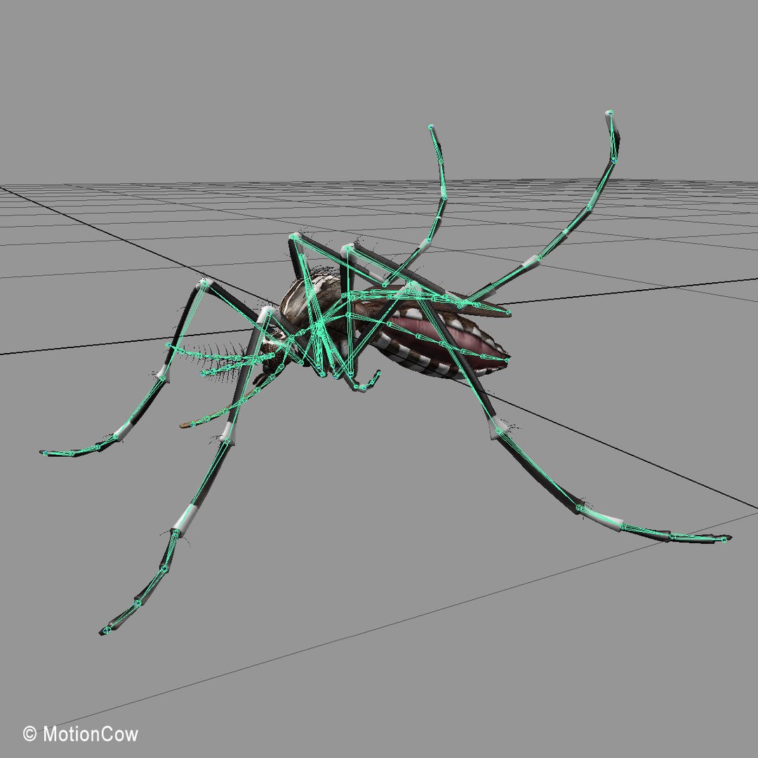 Mosquito 3D Model – Photorealistic Rigged Insect for Animation - View 13
