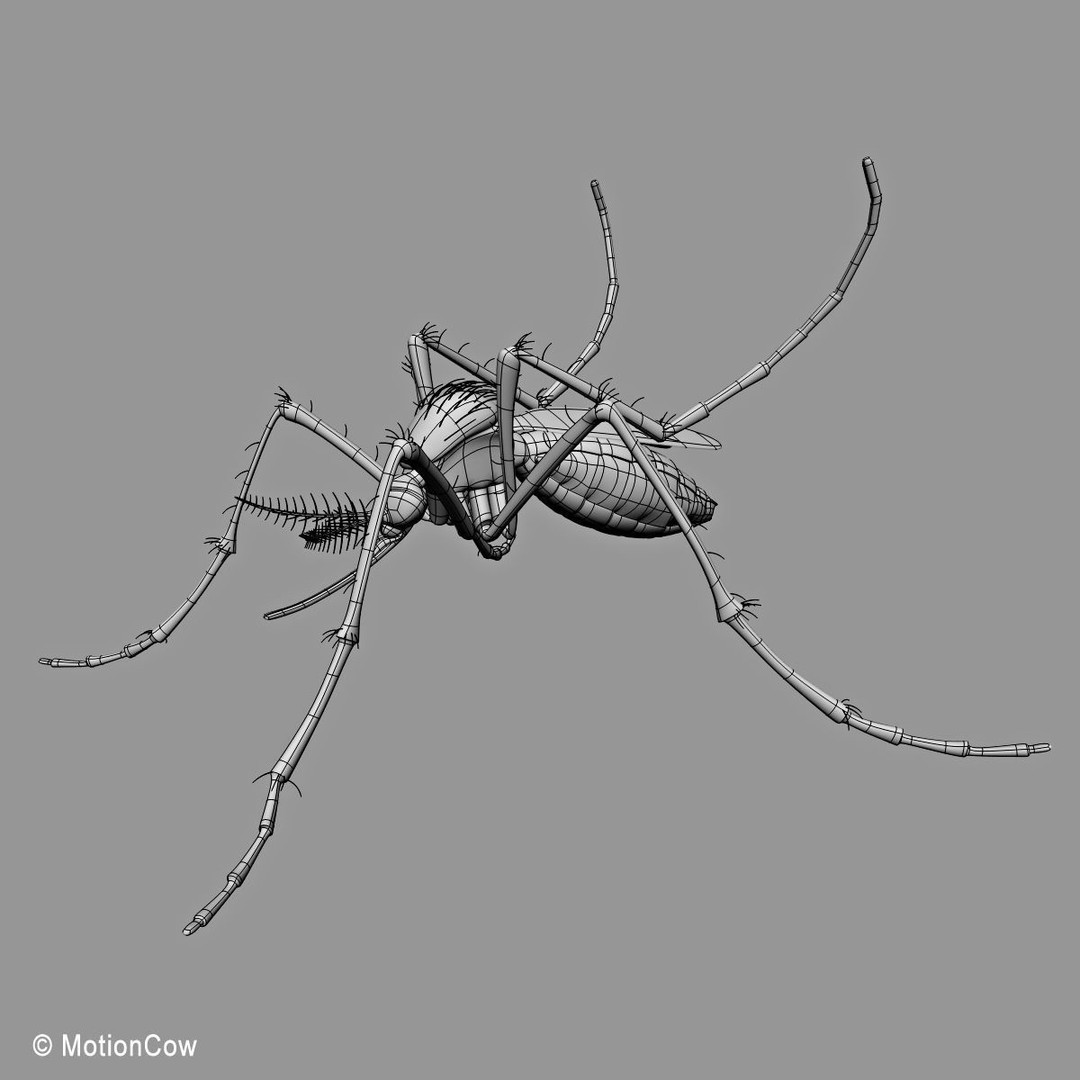Mosquito 3D Model – Photorealistic Rigged Insect for Animation - View 14