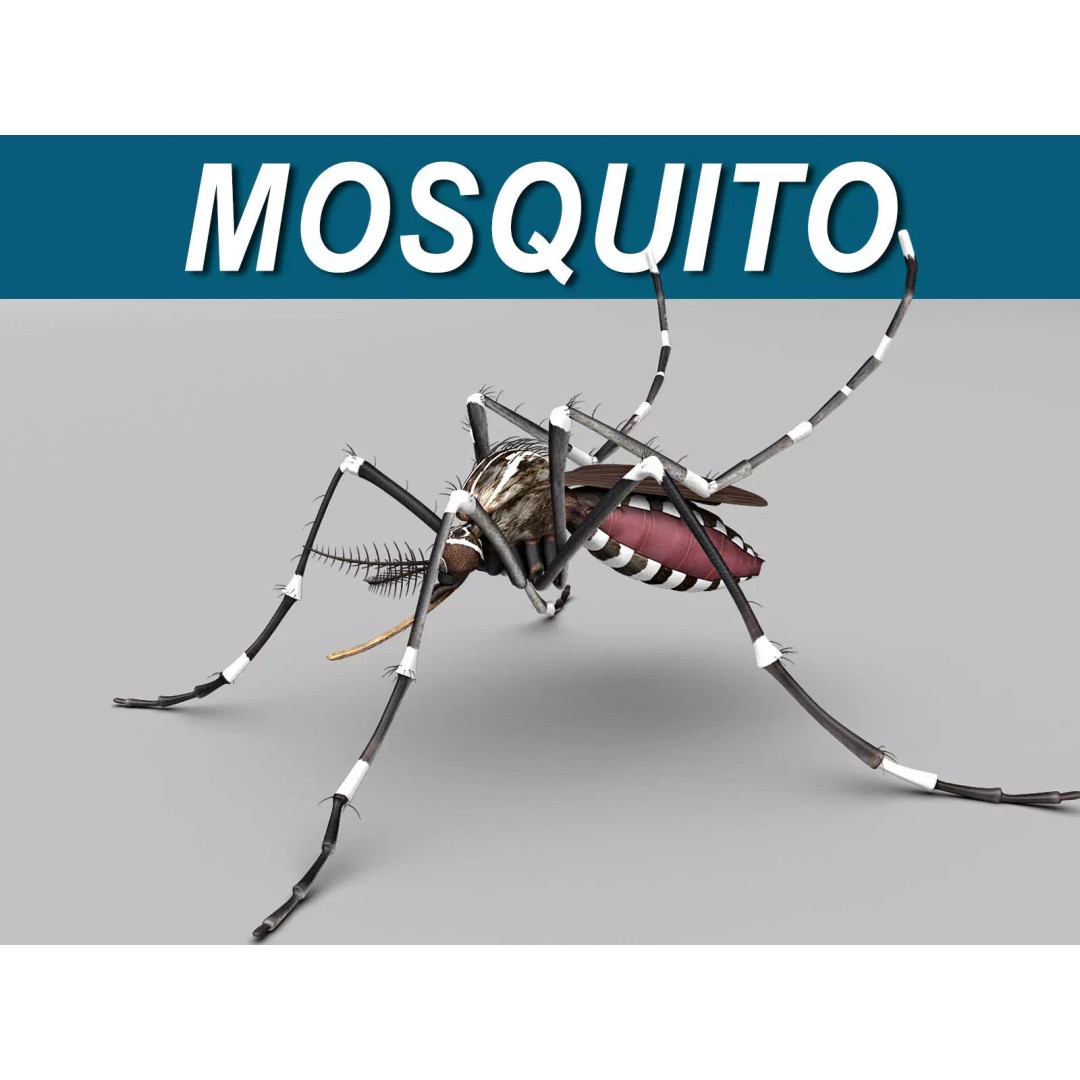 Mosquito 3D Model – Photorealistic Rigged Insect for Animation - View 2