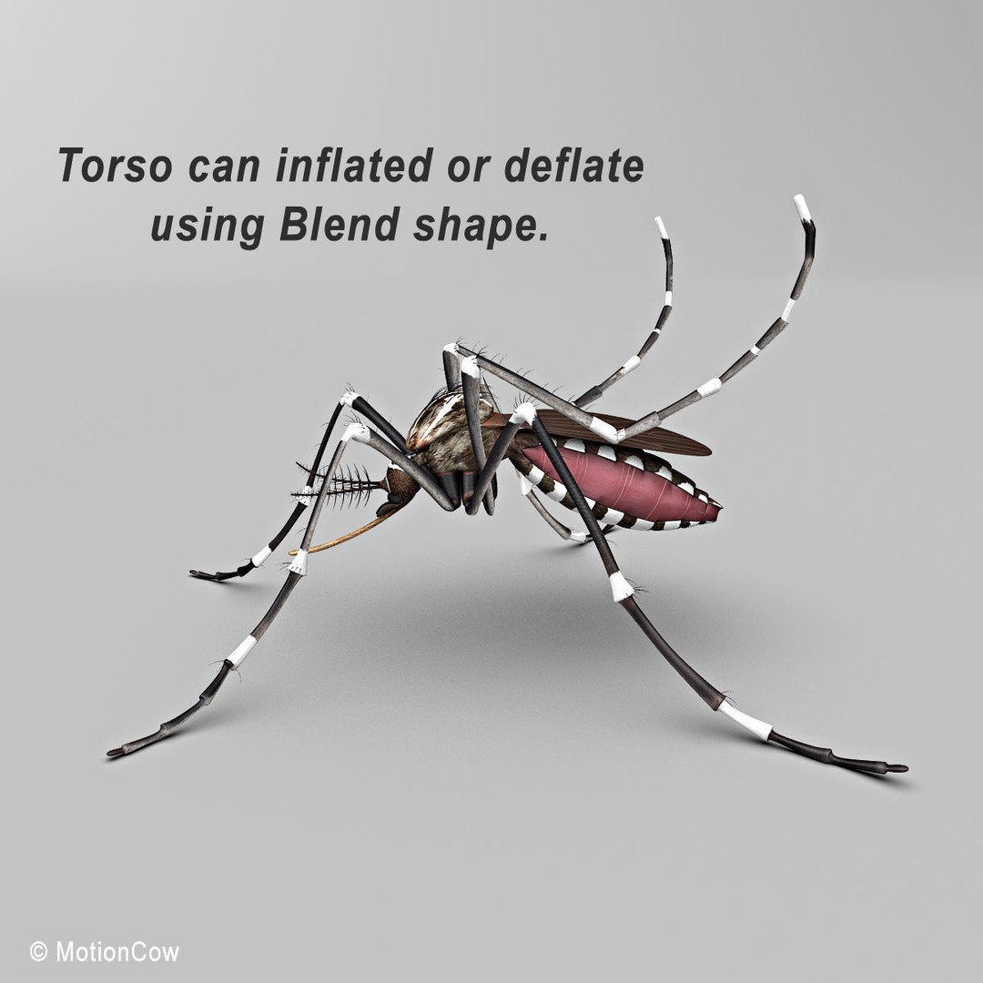 Mosquito 3D Model – Photorealistic Rigged Insect for Animation - View 3