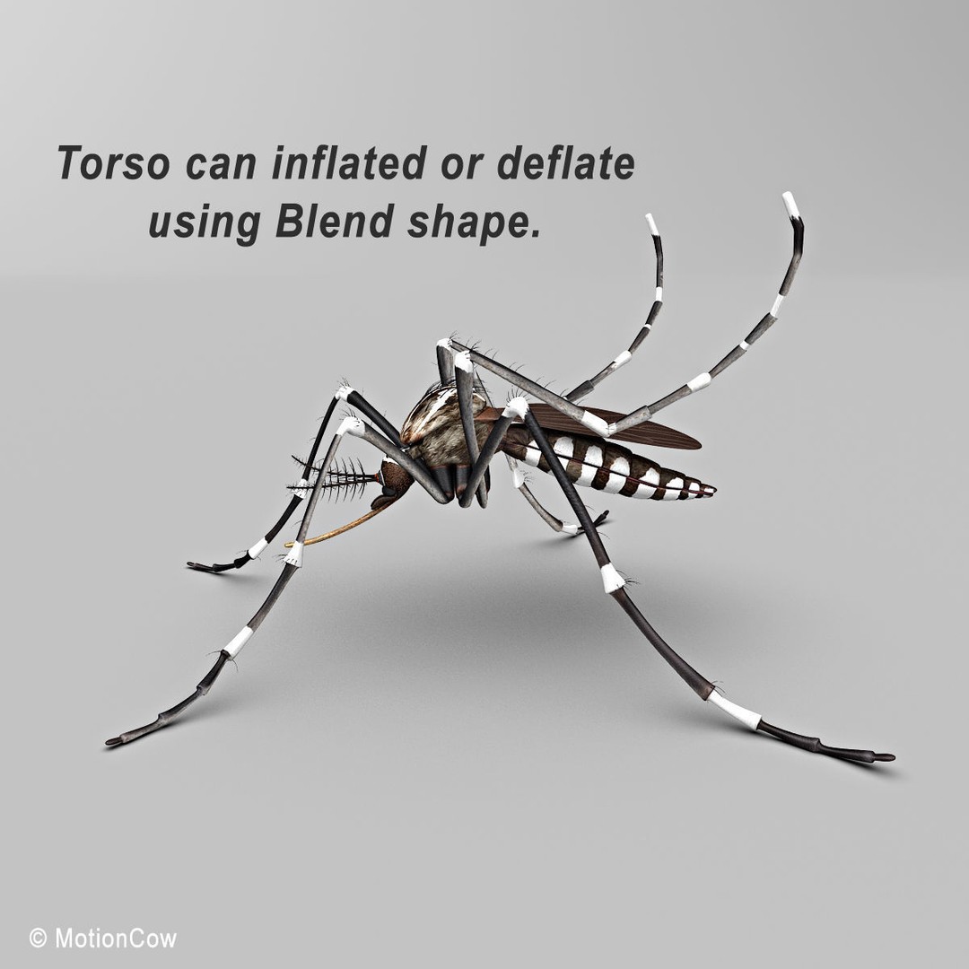 Mosquito 3D Model – Photorealistic Rigged Insect for Animation - View 4