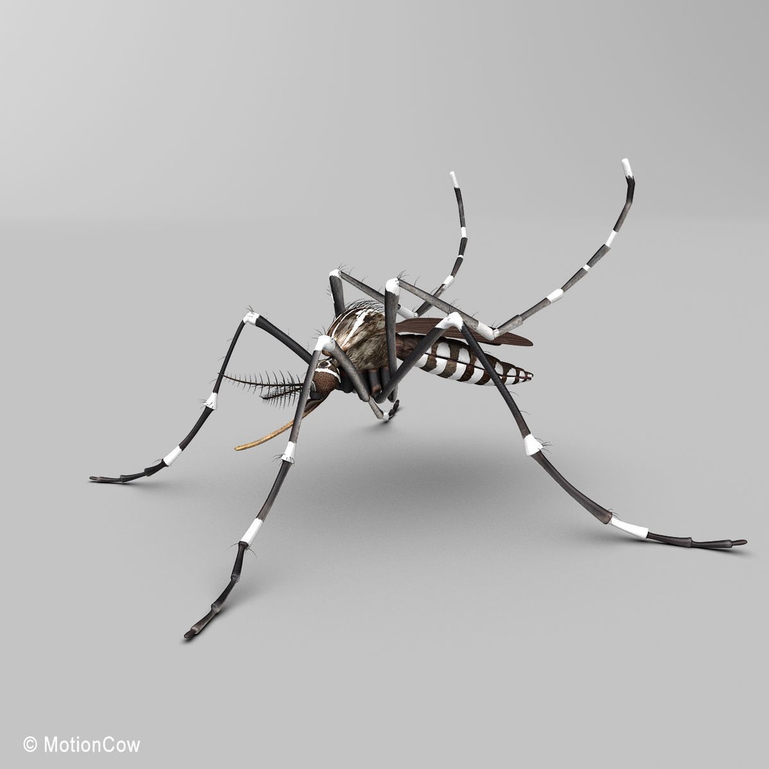 Mosquito 3D Model – Photorealistic Rigged Insect for Animation - View 5