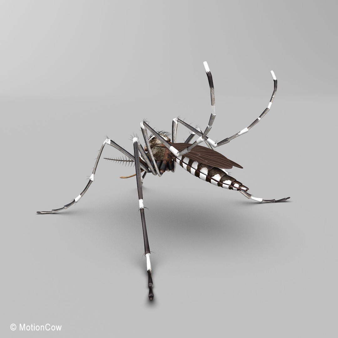 Mosquito 3D Model – Photorealistic Rigged Insect for Animation - View 6