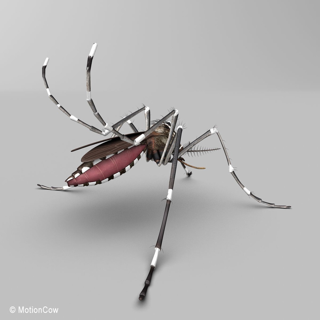 Mosquito 3D Model – Photorealistic Rigged Insect for Animation - View 7