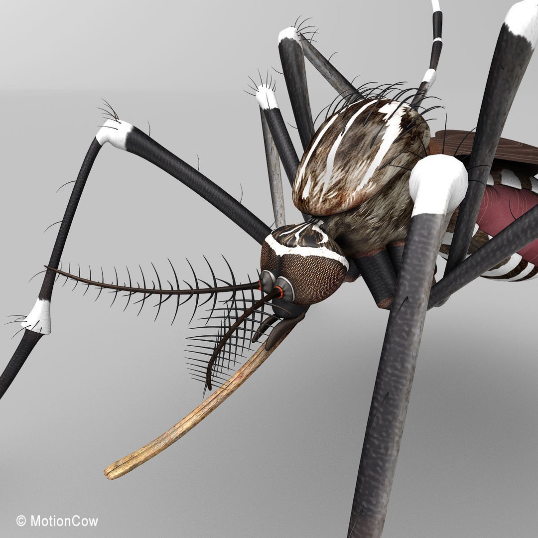 Mosquito 3D Model – Photorealistic Rigged Insect for Animation - View 8
