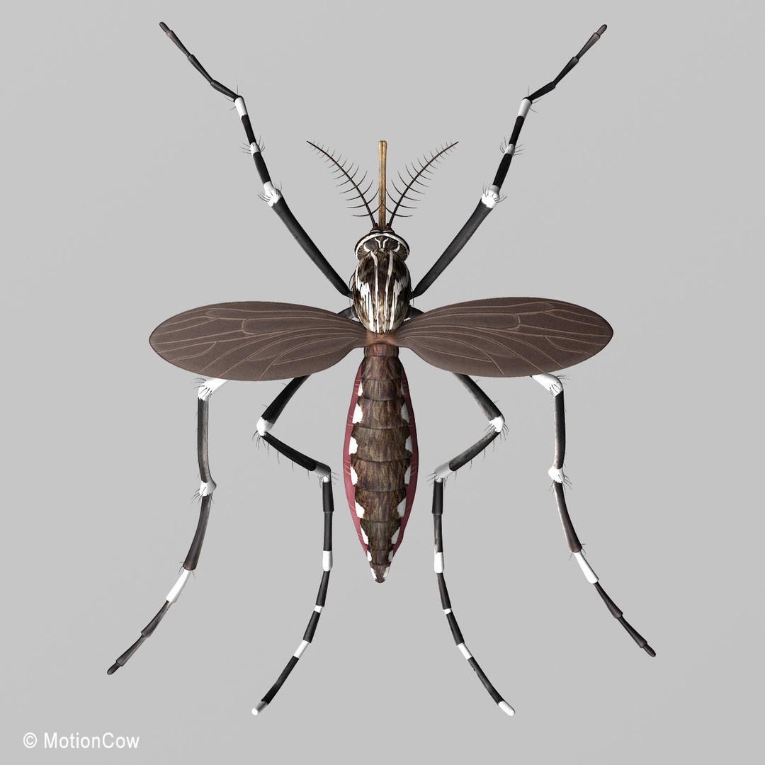 Mosquito 3D Model – Photorealistic Rigged Insect for Animation - View 9
