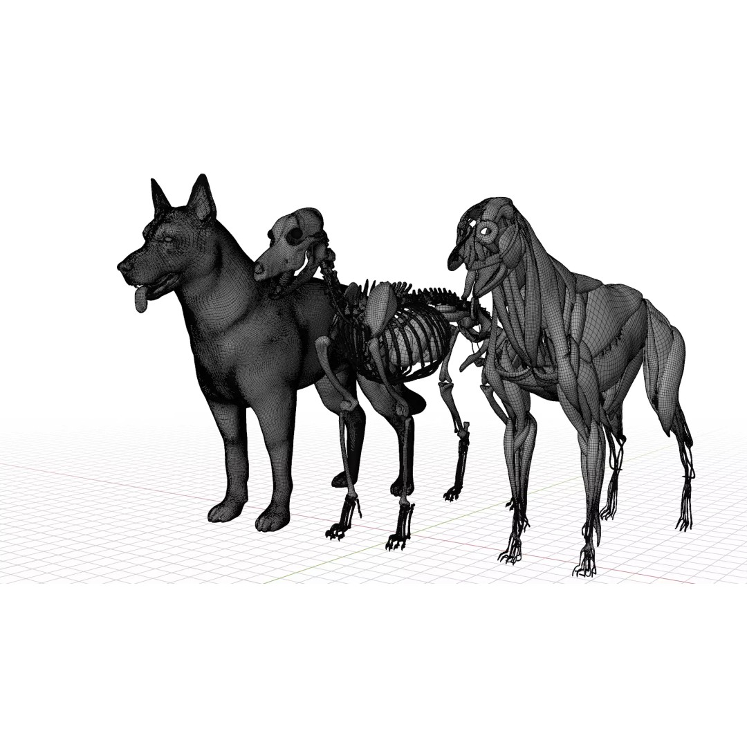 Dog Anatomy 3D Model – Low Poly Skeletal & Muscular Structure, FBX