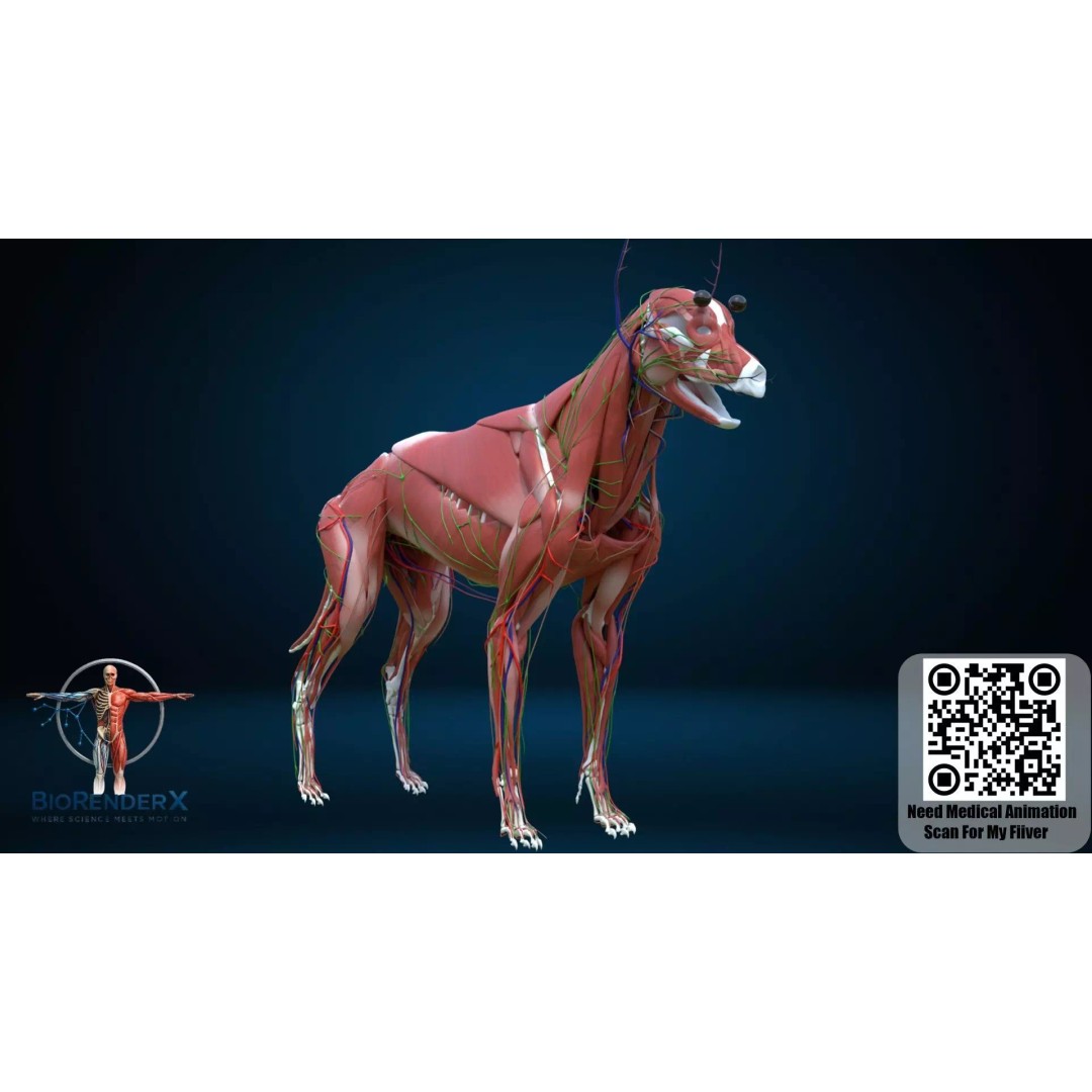 Dog Anatomy 3D Model – Low Poly Skeletal & Muscular Structure, FBX - View 10