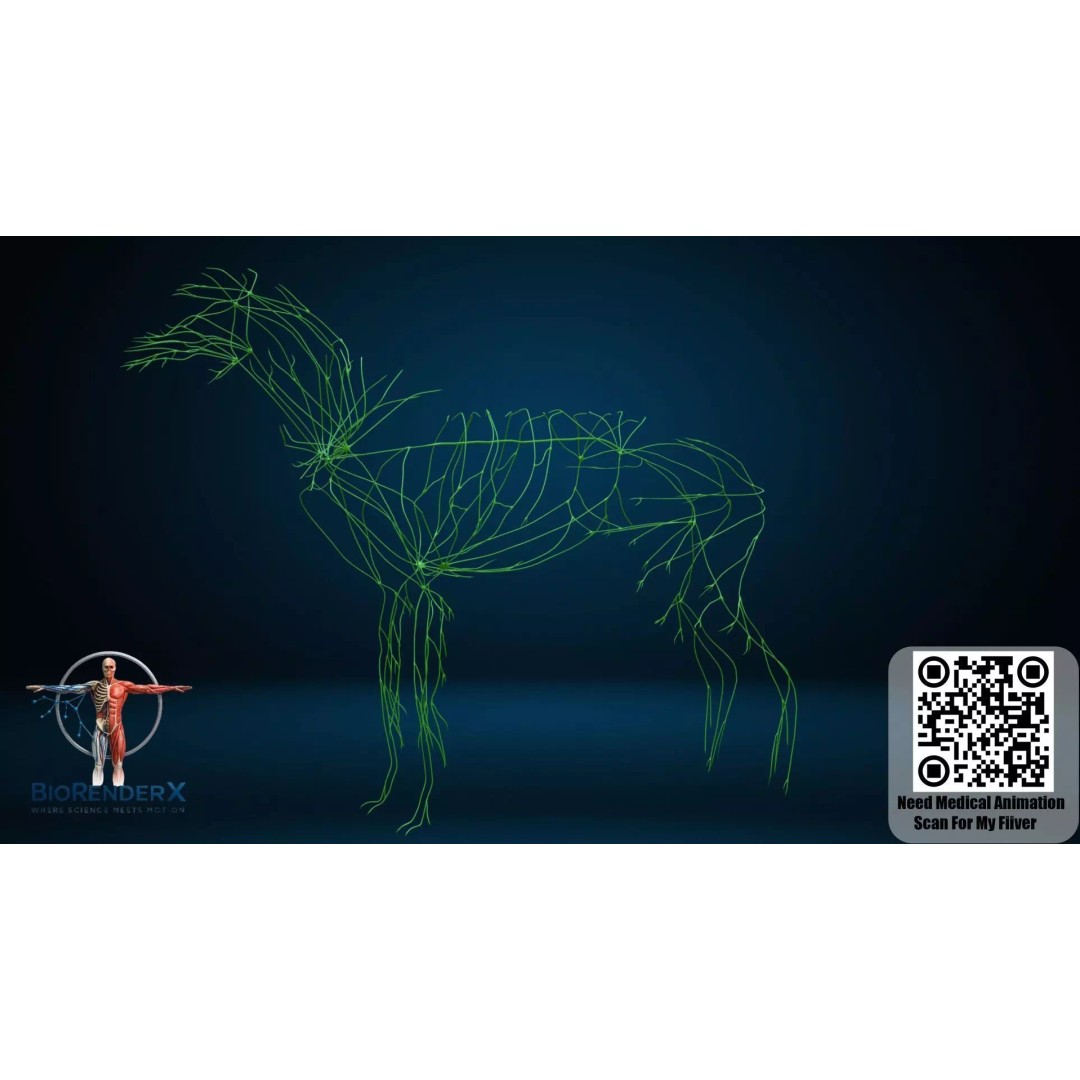 Dog Anatomy 3D Model – Low Poly Skeletal & Muscular Structure, FBX - View 11