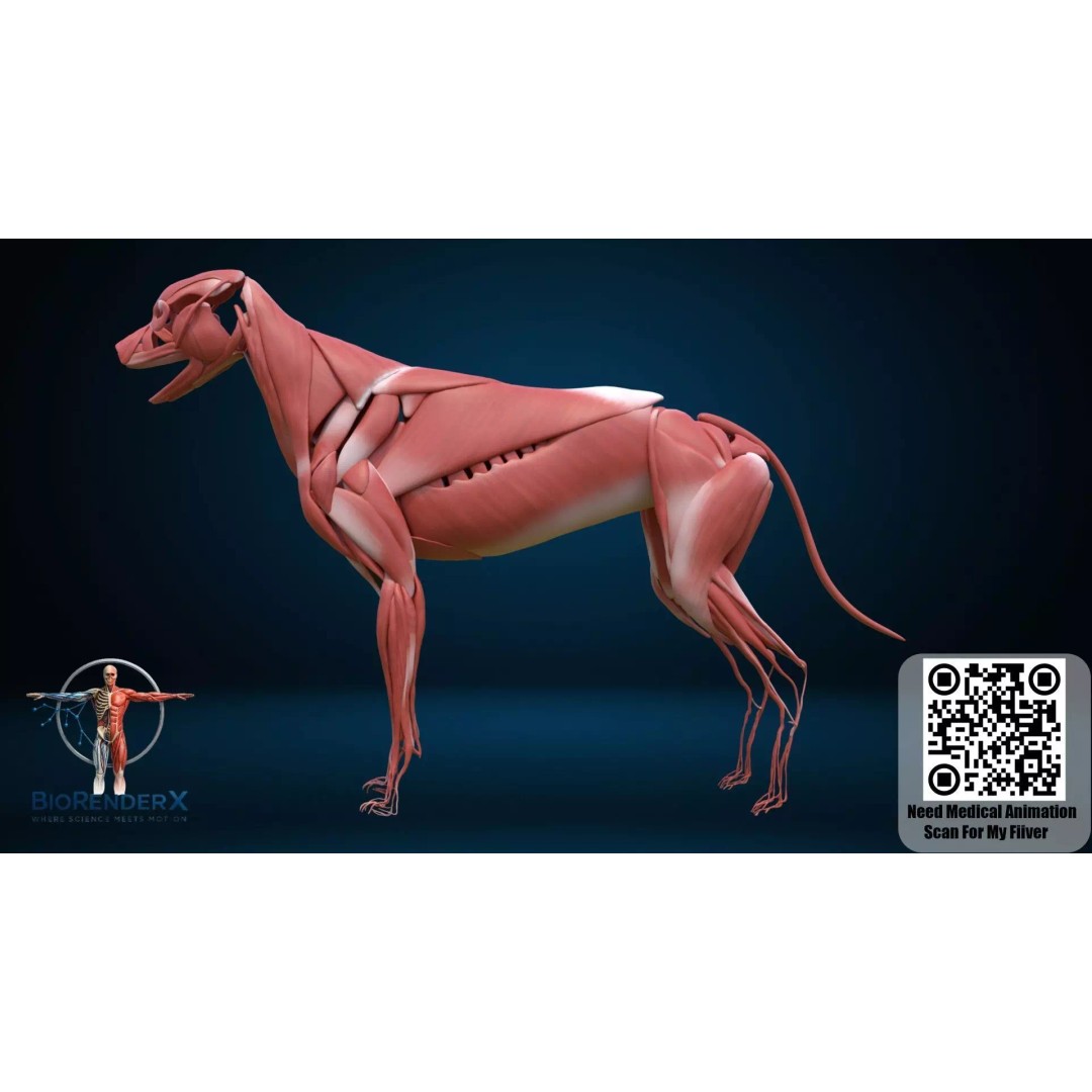 Dog Anatomy 3D Model – Low Poly Skeletal & Muscular Structure, FBX - View 12