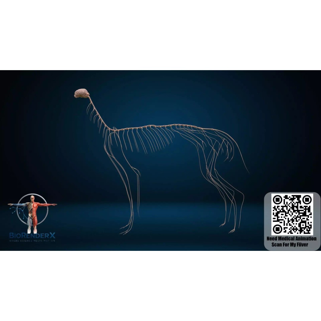 Dog Anatomy 3D Model – Low Poly Skeletal & Muscular Structure, FBX - View 13