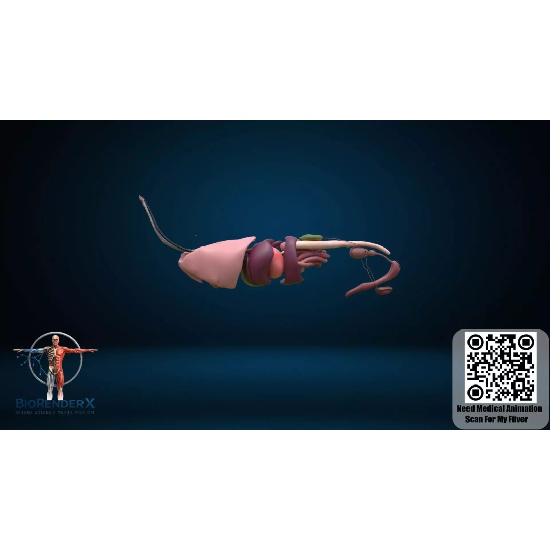 Dog Anatomy 3D Model – Low Poly Skeletal & Muscular Structure, FBX - View 14