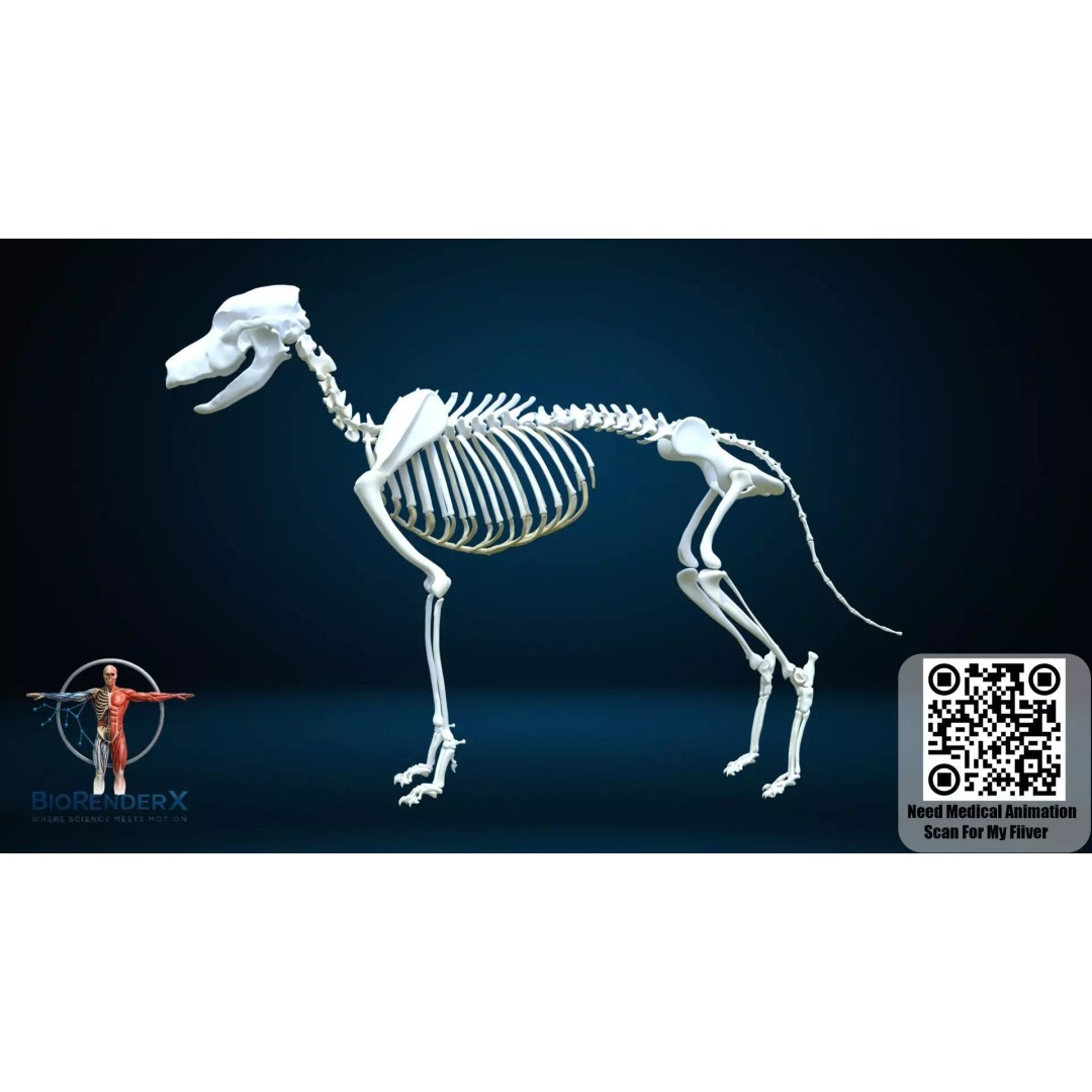 Dog Anatomy 3D Model – Low Poly Skeletal & Muscular Structure, FBX - View 15