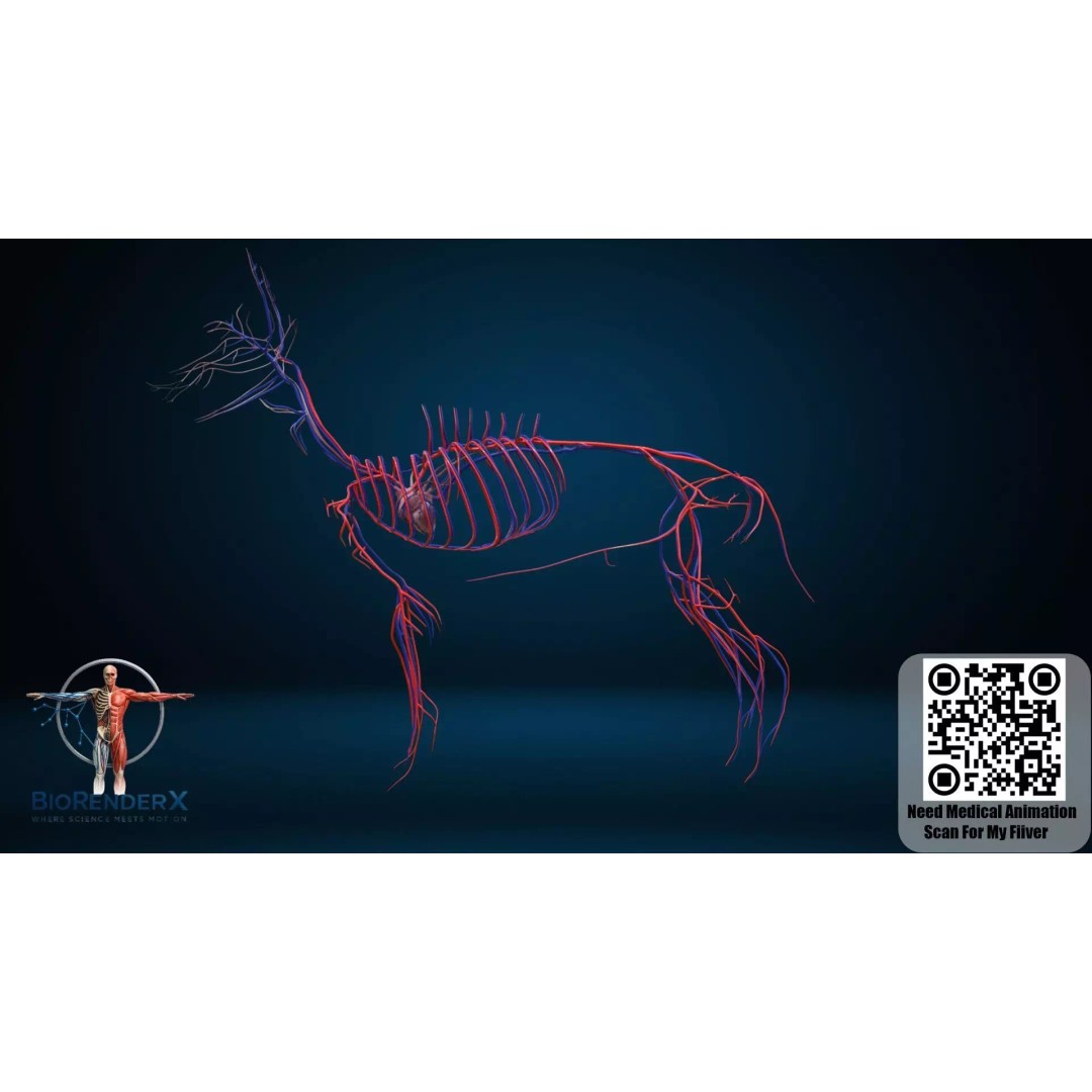 Dog Anatomy 3D Model – Low Poly Skeletal & Muscular Structure, FBX - View 16