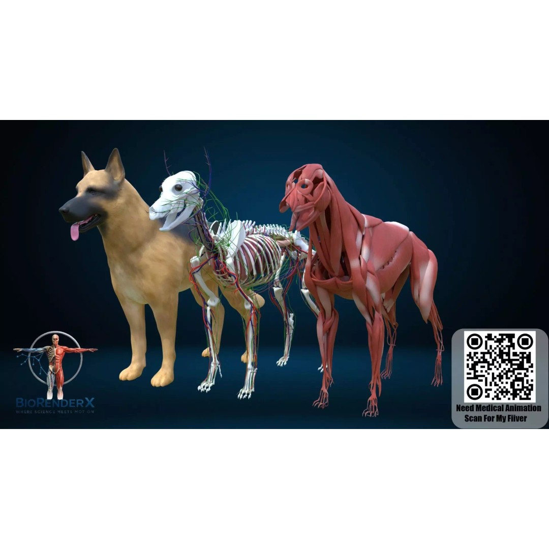 Dog Anatomy 3D Model – Low Poly Skeletal & Muscular Structure, FBX - View 2