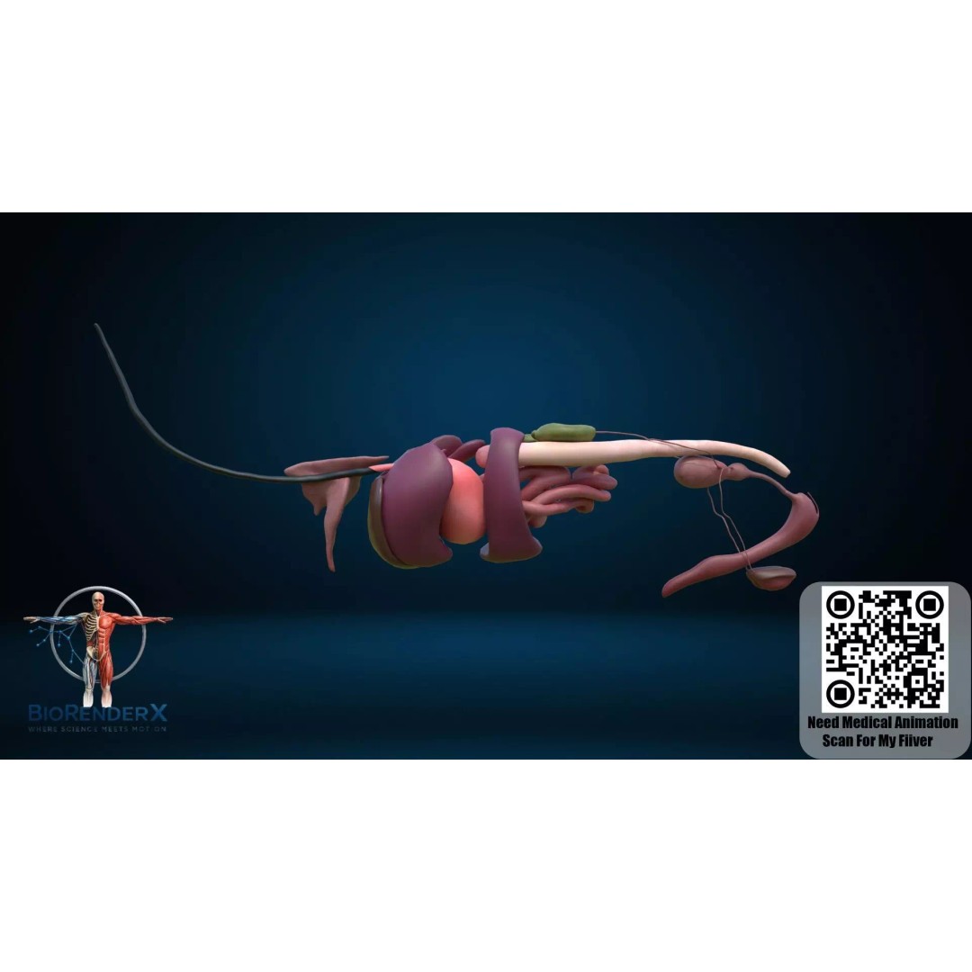 Dog Anatomy 3D Model – Low Poly Skeletal & Muscular Structure, FBX - View 3