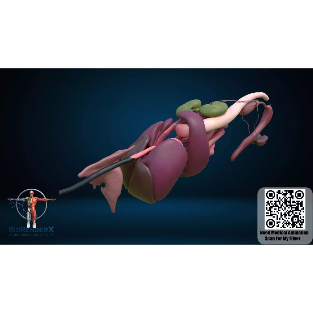 Dog Anatomy 3D Model – Low Poly Skeletal & Muscular Structure, FBX - View 4