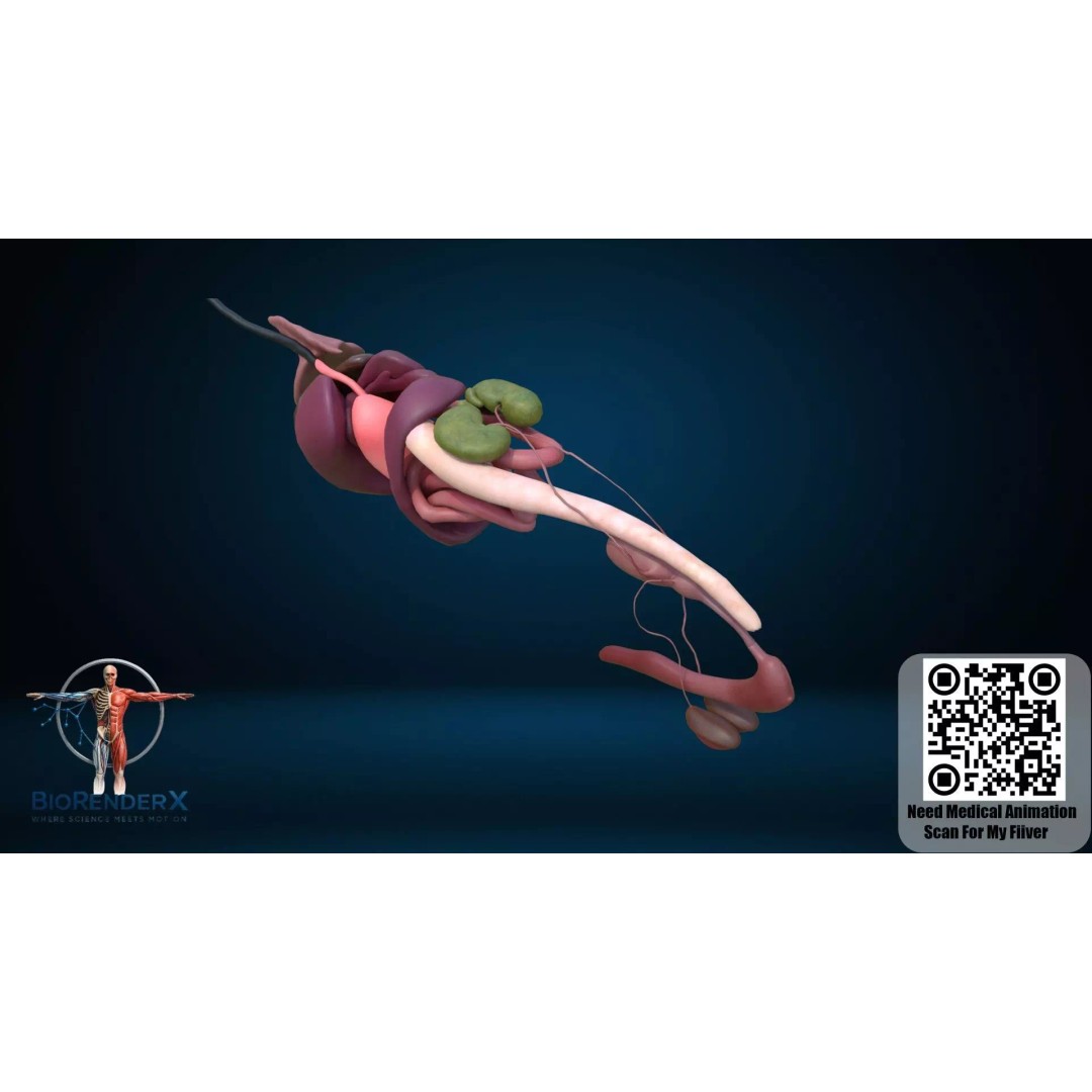 Dog Anatomy 3D Model – Low Poly Skeletal & Muscular Structure, FBX - View 5