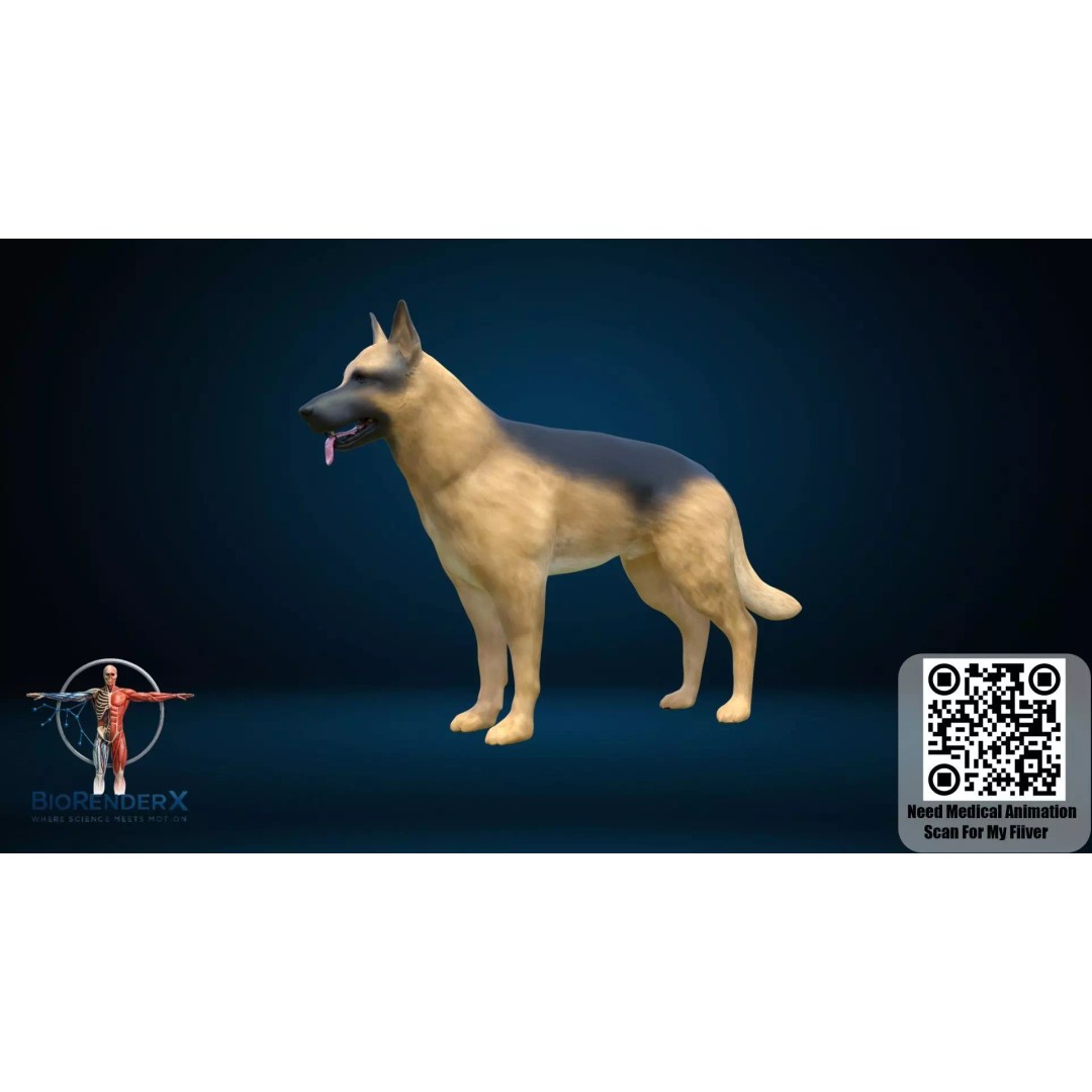 Dog Anatomy 3D Model – Low Poly Skeletal & Muscular Structure, FBX - View 6