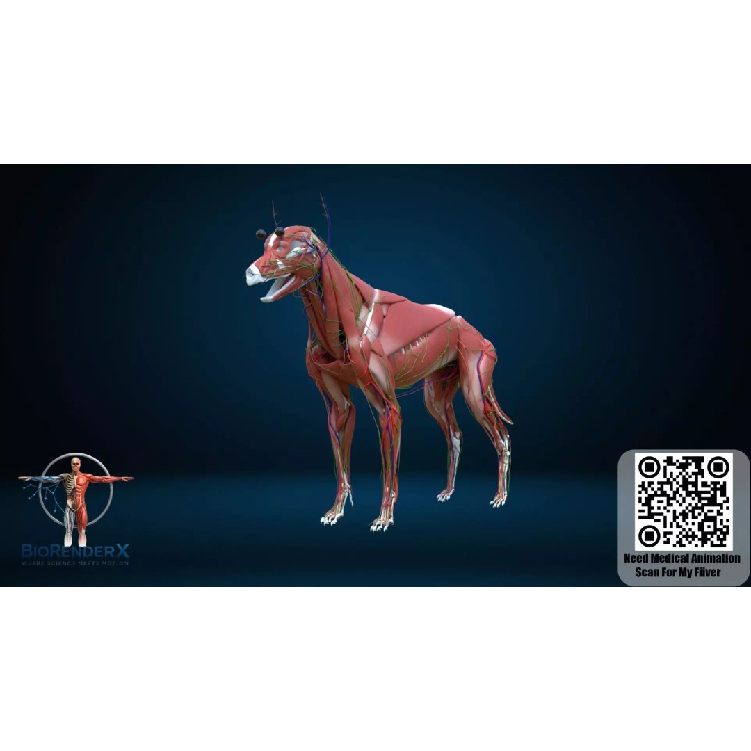 Dog Anatomy 3D Model – Low Poly Skeletal & Muscular Structure, FBX - View 7
