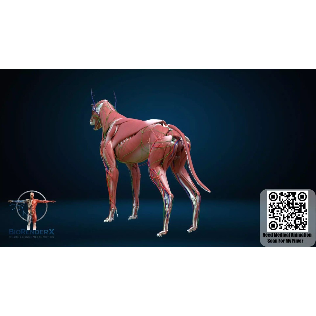 Dog Anatomy 3D Model – Low Poly Skeletal & Muscular Structure, FBX - View 8