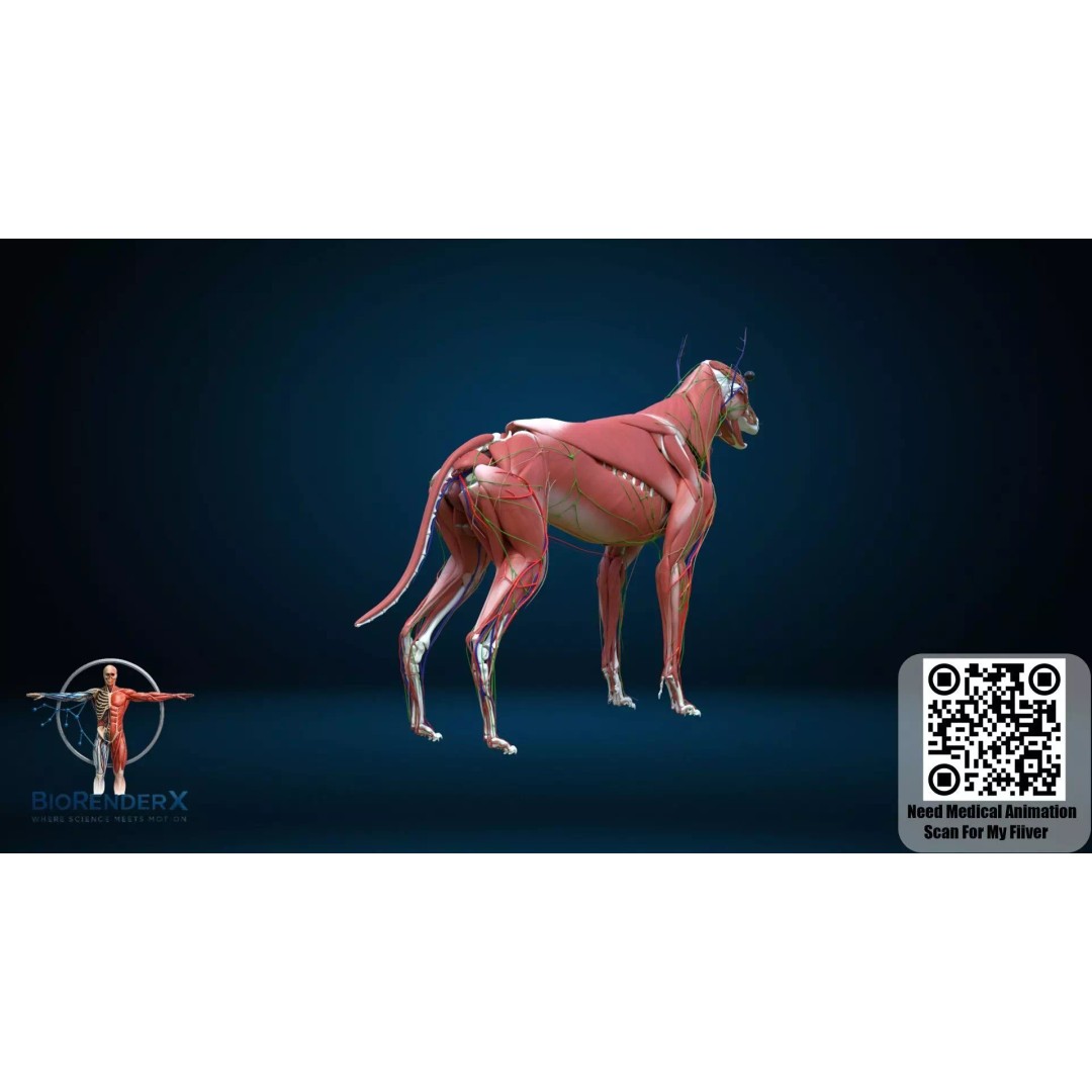 Dog Anatomy 3D Model – Low Poly Skeletal & Muscular Structure, FBX - View 9