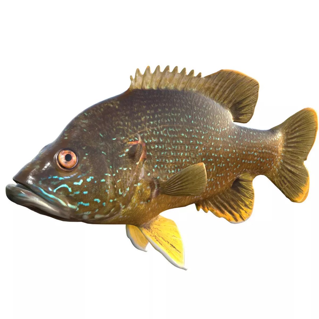 Green Sunfish 3D Model – Low Poly Rigged Asset, Blender & FBX Formats - View 2