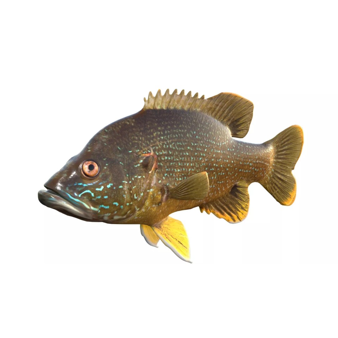 Green Sunfish 3D Model – Low Poly Rigged Asset, Blender & FBX Formats - View 3
