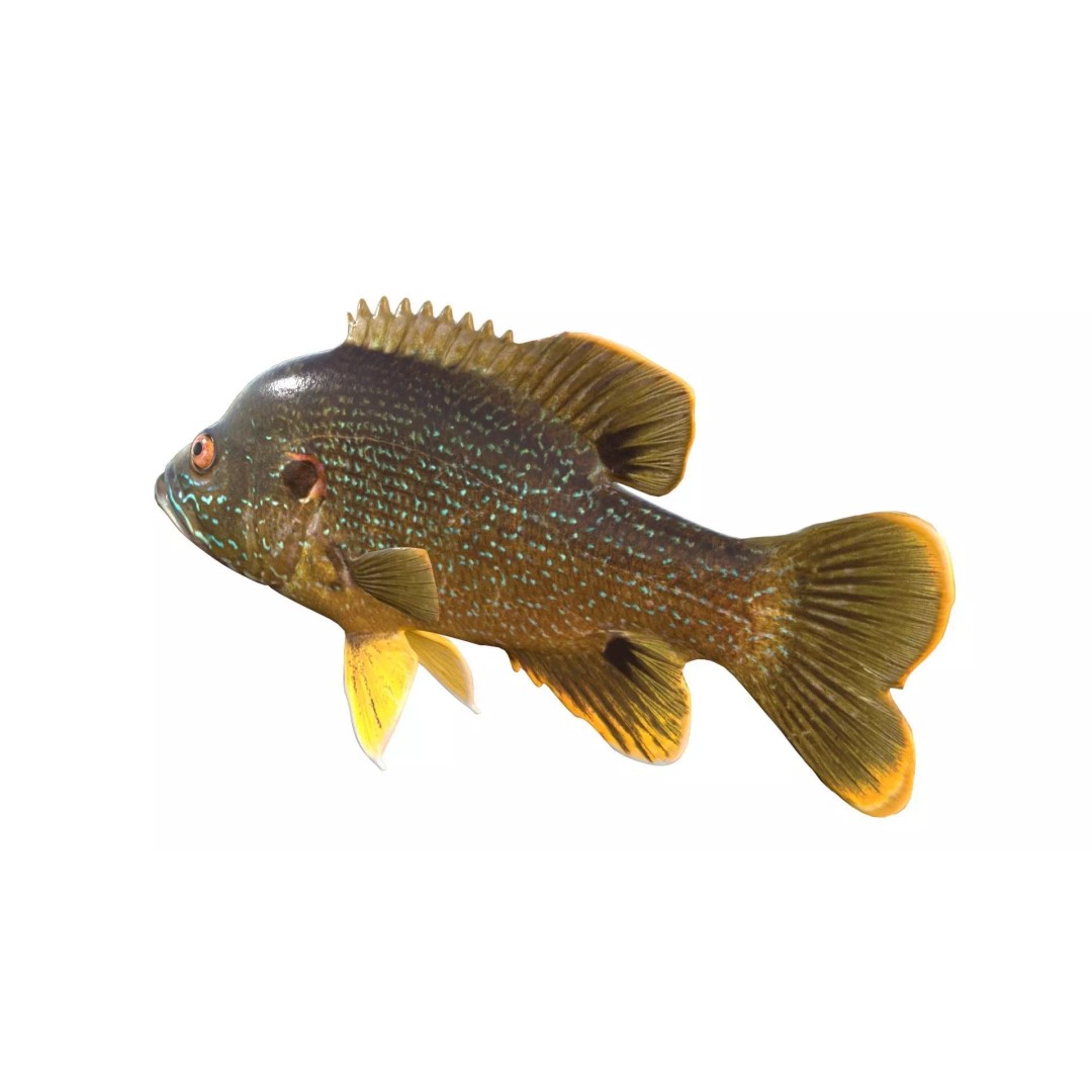 Green Sunfish 3D Model – Low Poly Rigged Asset, Blender & FBX Formats - View 4
