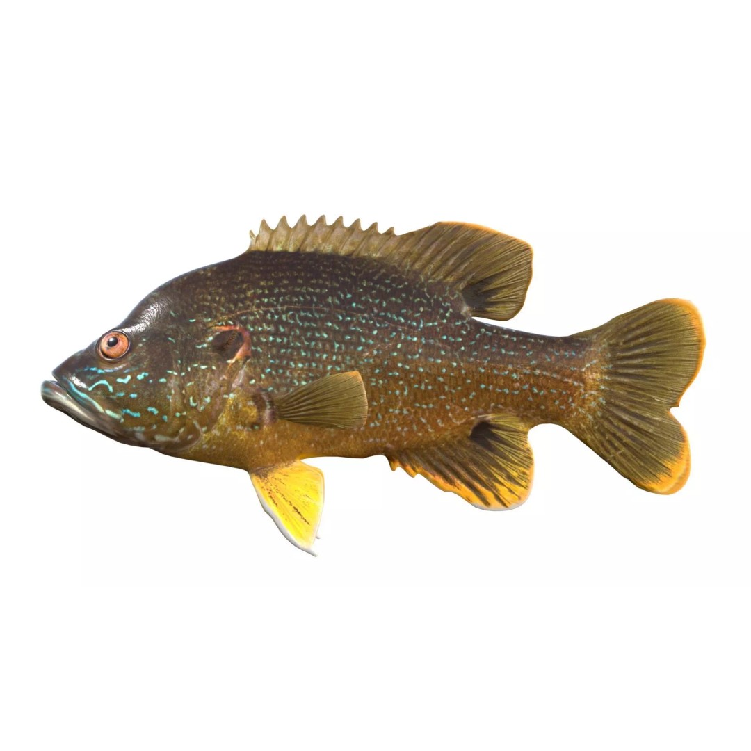 Green Sunfish 3D Model – Low Poly Rigged Asset, Blender & FBX Formats - View 5