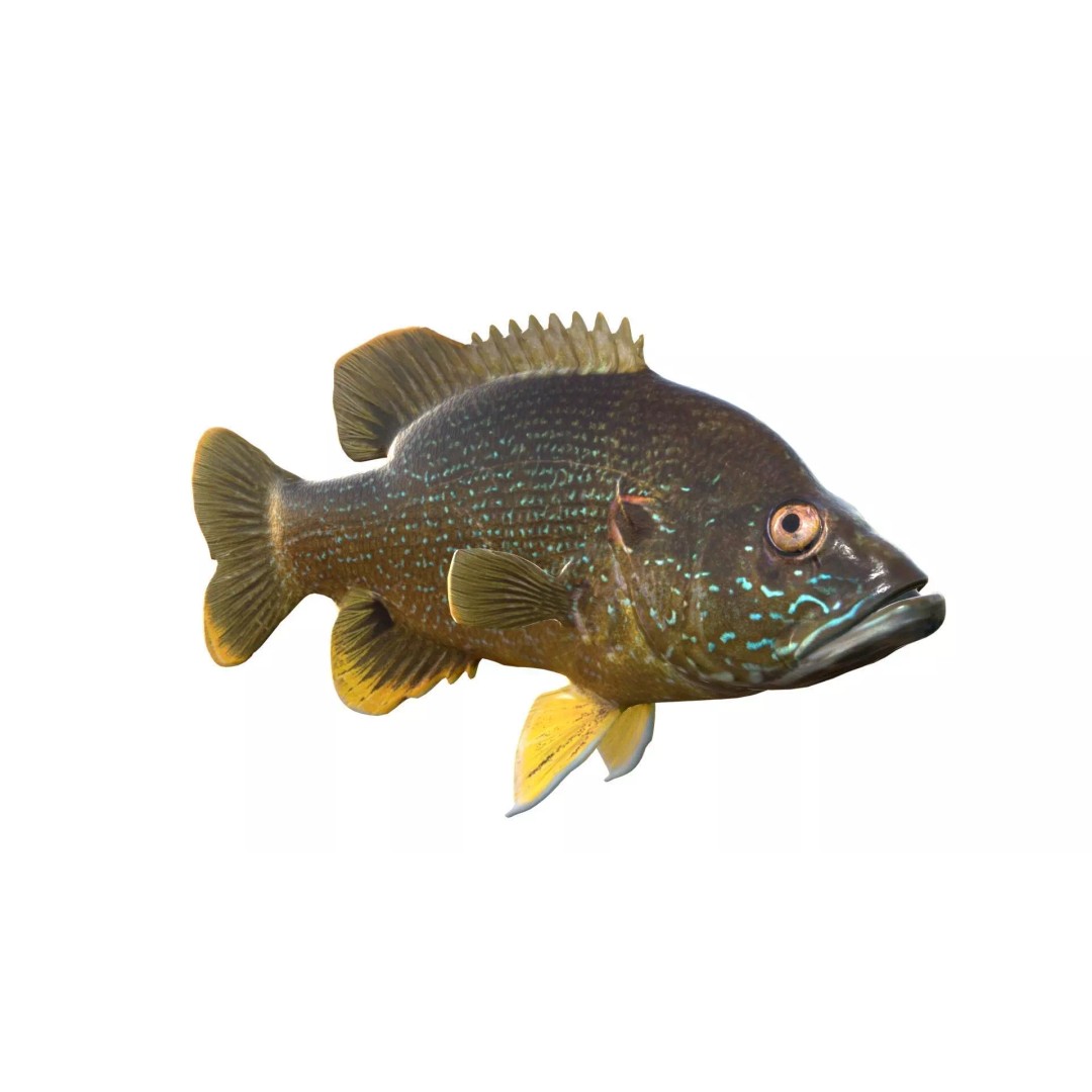 Green Sunfish 3D Model – Low Poly Rigged Asset, Blender & FBX Formats - View 6