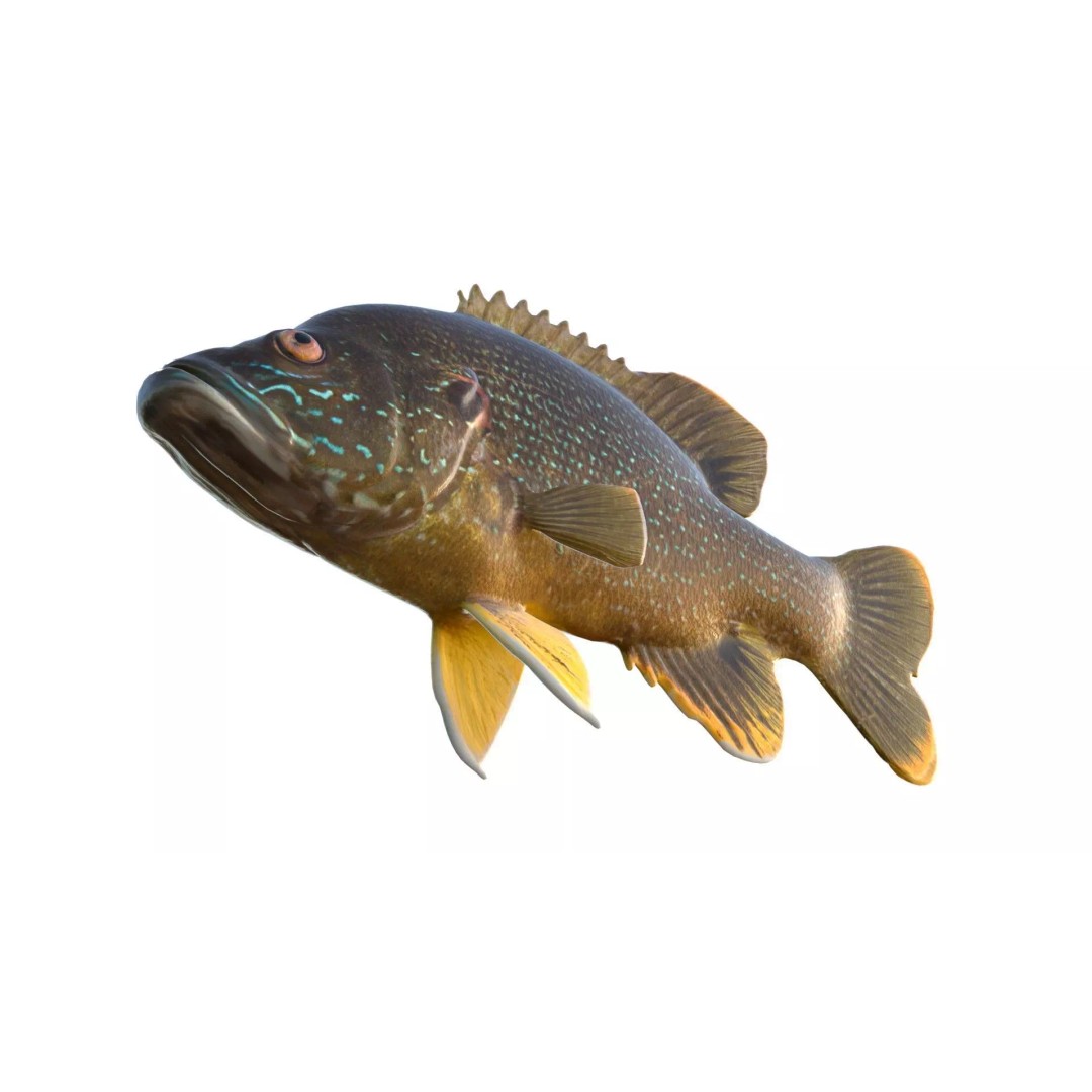 Green Sunfish 3D Model – Low Poly Rigged Asset, Blender & FBX Formats - View 7
