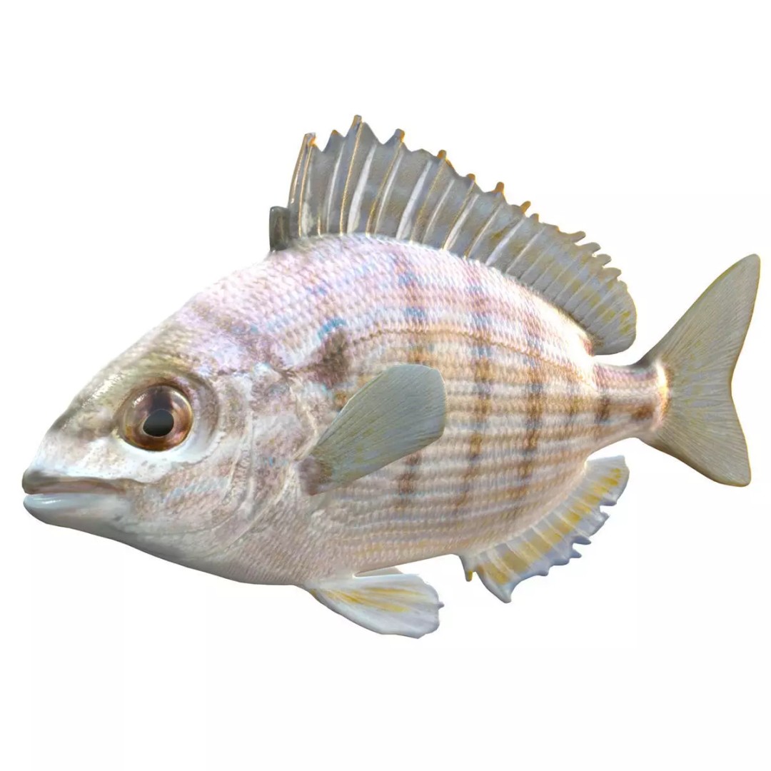 Pinfish 3D Model – Low Poly Game Asset, Blender & FBX Formats - View 2